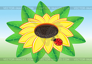 Ladybug on Sunflowe - vector clipart