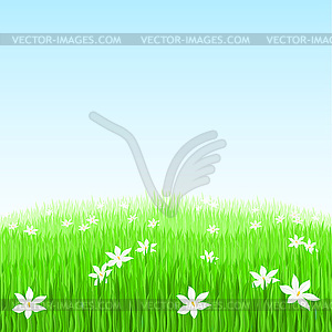 Green grass with white flowers - vector image