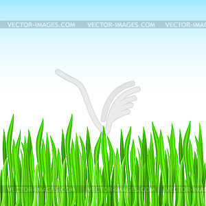 Grass - vector image