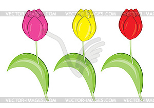 Tulips - vector clipart