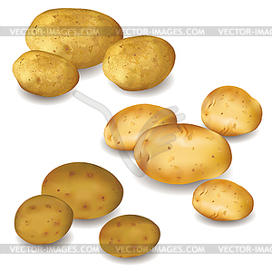 Set of vegetables potatoes - vector EPS clipart