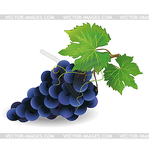 Реалистичные черного винограда - изображение в векторном формате