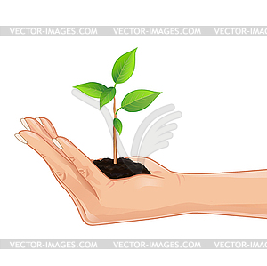 Hand holding green plant - vector clip art