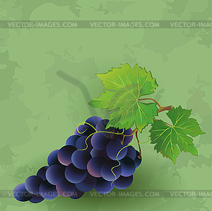 Урожай фон с черного винограда - изображение векторного клипарта