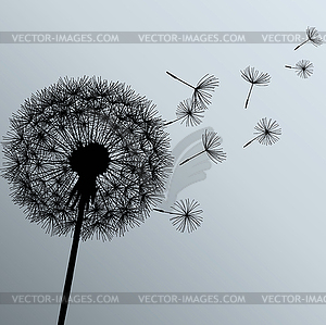 Flower dandelion on gray background - vector clip art