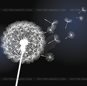 Flower dandelion - vector image