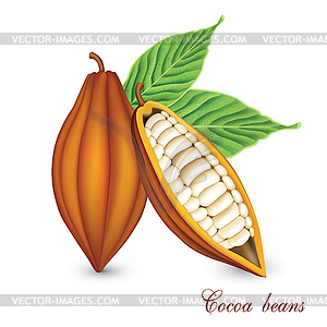 Cocoa bobs - vector clip art