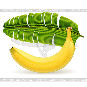 Ripe yellow banana with leaf - color vector clipart