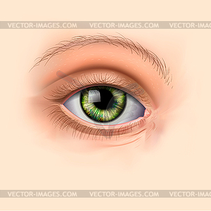 Woman green eye - vector clip art