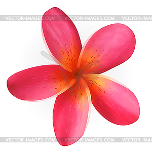 Pink Plumeria flower - vector image