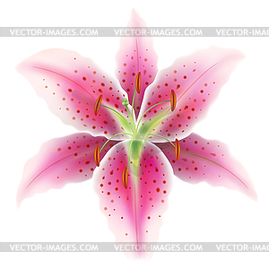 Pink lily - vector EPS clipart