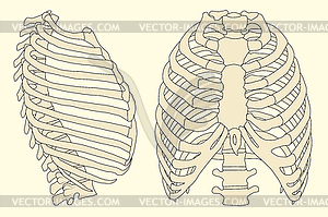 Ribcage - vector image