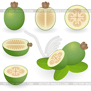 Feijoa - vector clipart