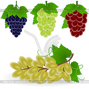 Grape - vector clipart