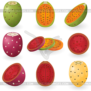 Prickly pear - vector image