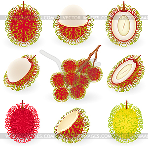 Rambutan - vector clipart