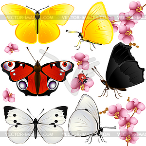 Collection of butterflies - vector clipart