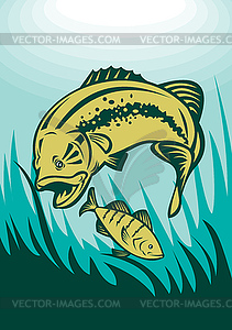 Largemouth bass preying on perch fish - vector image