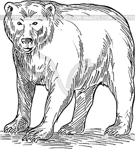 Бурый медведь рисунок - клипарт в векторном формате