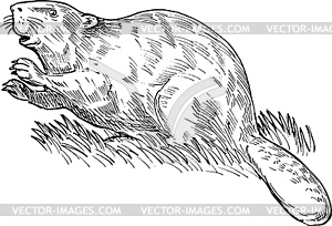 European beaver or Eurasian beaver drawing - vector clipart