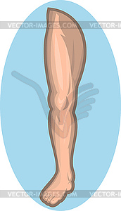 Human leg facing front - vector clip art