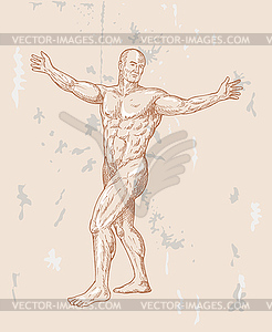 Male human anatomy - vector image