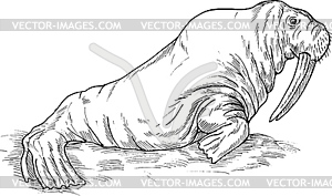 Walrus drawing - vector image