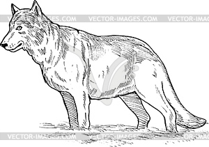 Рисунок волка - иллюстрация в векторном формате