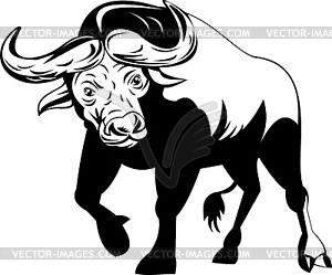 African bull attacking - stock vector clipart