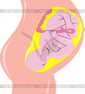 Человеческий плод в утробе - изображение векторного клипарта