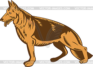 German shepherd dog - color vector clipart