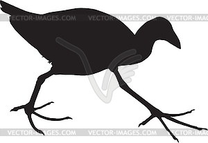 Pukeko swamphen - vector image