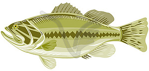 Black sea bass side view - vector clipart