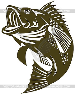 Largemouth bass jumping - vector clipart