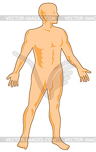 Male human anatomy standing - vector clipart