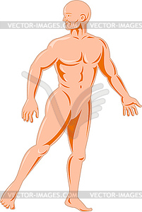 Male human anatomy standing - vector clipart