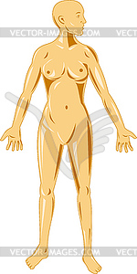 Female human anatomy standing - vector clip art