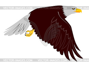 Bald Eagle Flying - vector image