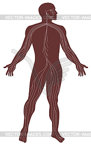 Male Human Anatomy Nervous System - vector clipart