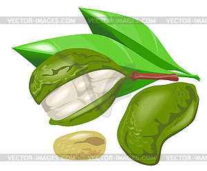 Kola Nut Fruit Retro - vector clipart