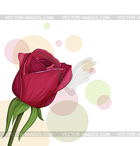 Burgundy roses - vector image