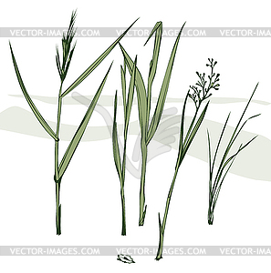 Grass blades - vector image