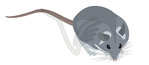 Cartoon grey mouse - vector clip art