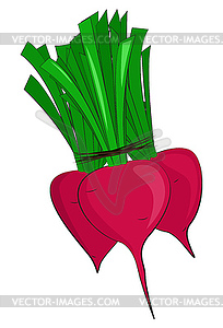 Bunch of radishes - vector clipart