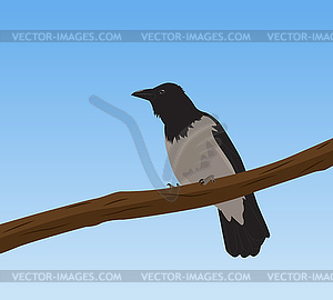 Crow on branch - vector image