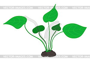 Green plant in ground - vector image