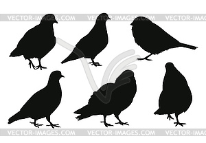 Set of birds silhouettes - vector EPS clipart