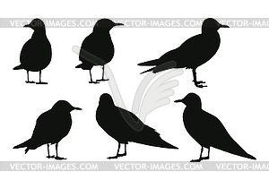 Set of seagull silhouettes - vector clip art