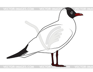 Black headed gull - vector clipart