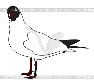 Black headed gull - vector clip art